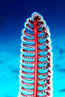 Seapen